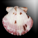 To Conchology (Argopecten ventricosus PINK)