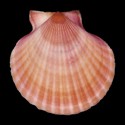 To Conchology (Aequipecten opercularis SET)