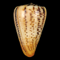 To Conchology (Dendroconus suratensis SET)