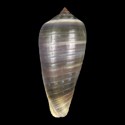 To Conchology (Phasmoconus cinereus PLAIN COLOR LARGE)