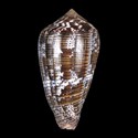 To Conchology (Pionoconus achatinus SECOND)