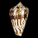 To Conchology (Lautoconus pineaui SPECIAL COLOR)