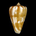 To Conchology (Lautoconus pineaui PALE)