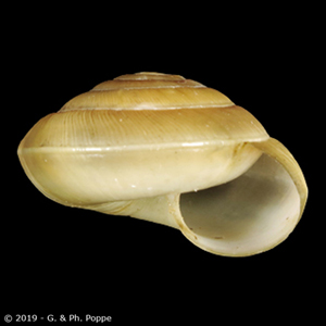 Allaegopis kerketianus