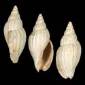 To Conchology (Lyria mitraeformis cf. FOSSIL)