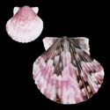 To Conchology (Argopecten ventricosus PINK)