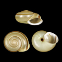 To Conchology (Thiessea sphaeriostoma)
