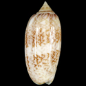 To Conchology (Oliva bifasciata)