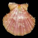 To Conchology (Mirapecten rastellum FLESH)