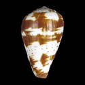 To Conchology (Varioconus africanus cf.)