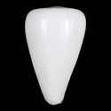 To Conchology (Dendroconus suratensis ALBINO)