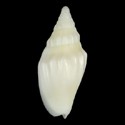 To Conchology (Notovoluta verconis ALBINO)