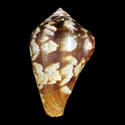 To Conchology (Lautoconus guinaicus FREAK)