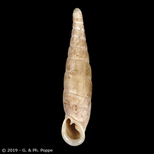 Megalophaedusa hoyoensis