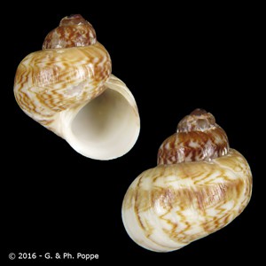 Phallomedusa solida