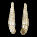 To Conchology (Megalophaedusa nankaidoensis yanoi)