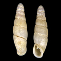 To Conchology (Megalophaedusa kurozuensis)