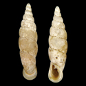 To Conchology (Stereophaedusa koshikijimana)