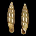 To Conchology (Oligozaptyx hedleyi hedleyi cf.)