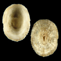 To Conchology (Puncturella fastigiata)