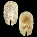 To Conchology (Emarginella planulata)