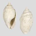 To Conchology (Melanopsis pseudoimpressa FOSSIL)