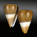 To Conchology (Dendroconus figulinus BANDED SPECIAL COLOR)