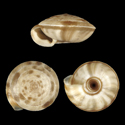 To Conchology (Laeocathaica odophora)