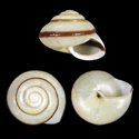 To Conchology (Ganesella trochacea pallens BANDED)