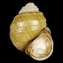 To Conchology (Parafossarulus eximius)