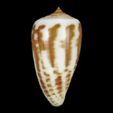 To Conchology (Phasmoconus zebra SPECIAL COLOR)