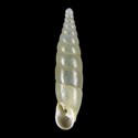 To Conchology (Cochlodina laminata laminata ALBINO)