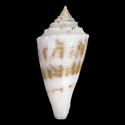 To Conchology (Conasprella boholensis SPECIAL COLOR)