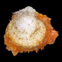 To Conchology (Spondylus multisetosus YOUNG)