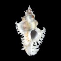 To Conchology (Chicoreus banksii ALBINISTIC)