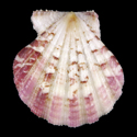 To Conchology (Bractechlamys oweni PINK)