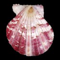 To Conchology (Bractechlamys oweni PINK)