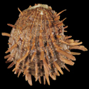 To Conchology (Spondylus reevei LARGE)