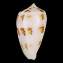 To Conchology (Phasmoconus zandbergeni PINK)