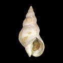 To Conchology (Buccinum mirandum picturatum)