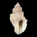 To Conchology (Nucella lamellosa ALBINO)