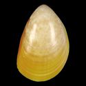 To Conchology (Acrosterigma attenuatum YELLOW)