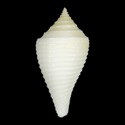 To Conchology (Conasprella guyanensis)