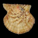 To Conchology (Leptopecten camerella cf.)