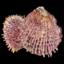 To Conchology (Spondylus reevei CLUSTER)