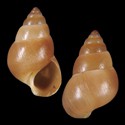 To Conchology (Paludinella tanegashimae)