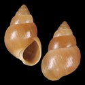 To Conchology (Paludinella tanegashimae)