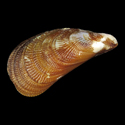 To Conchology (Brachidontes pharaonis)