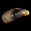 To Conchology (Brachidontes pharaonis)