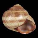 To Conchology (Helix pelagonesica)